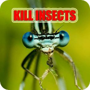 Kill Insects, Clean your home