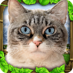 流浪猫模拟
