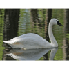 Whistling swan quiz