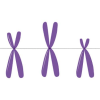 Chromosomes and DNA quiz
