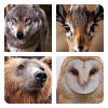 Guess The Animal Pics