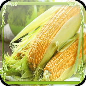 Corn Jigsaw Puzzles