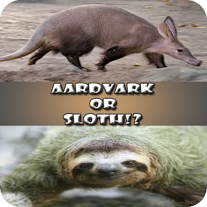 Aardvark or Sloth!?