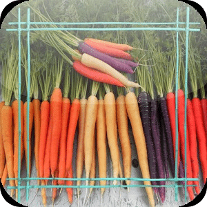 Carrot Jigsaw Puzzles