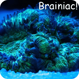Brainiac-lite