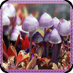 Mushrooms Jigsaw Puzzles