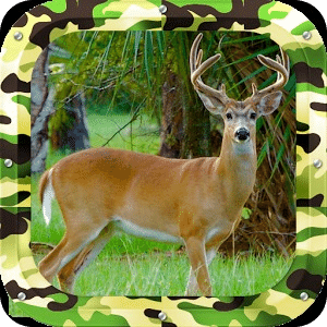 Whitetail Buck Shooter