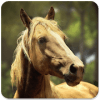 Horses memory game - beautiful photos of horses
