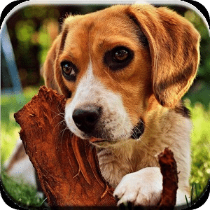 Beagle Puzzle Game