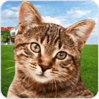 猫收容所我的宠物