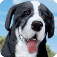 狗  小狗 宠物 农场