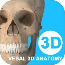 维萨里3D解剖