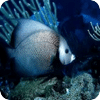 海洋生物壁纸(高清版)