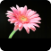 粉红色的雏菊