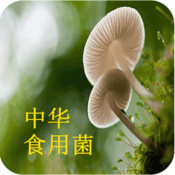 中华食用菌