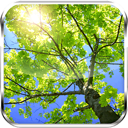 Dream Nature HD Live Wal...