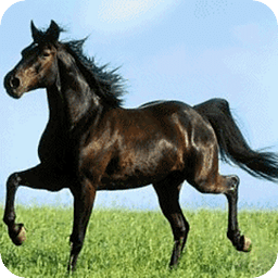 Horse in Motion Live Wallpaper