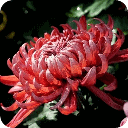 中华名菊50种