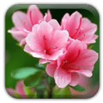 杜鹃花