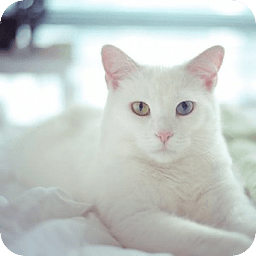 Comfy Cat Bed Live WP