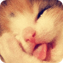 动物世界萌宠集中营