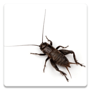 Noisy Cricket