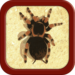 Pocket Spider - Pet Tarantula