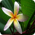 鲜花壁纸