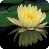 我爱我花图片
