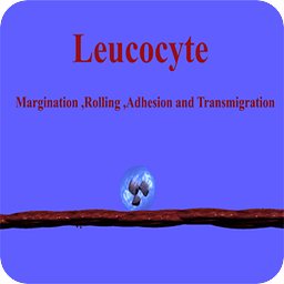 Leucocyte rolling Simula...