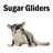 Sugar Gliders