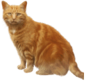 猫猫百科图鉴