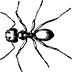 Anti ANT 3.0