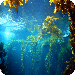 Under Water Scene Day Dr...