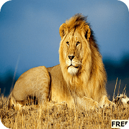 Kids Zoo Animals Birds - Free