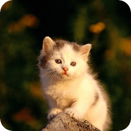 Kitty compilation Live W...