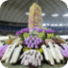 国际兰花节