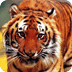 动物-老虎