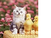 可爱猫咪图片