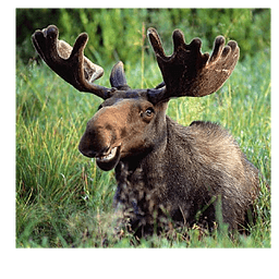Moose Call