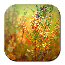 Free Summer Image Grass