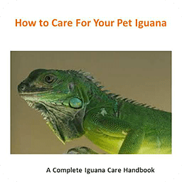 Pet Iguana Care