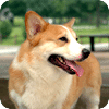 Lively dog wallpaper