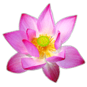 3D荷花