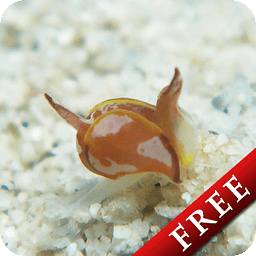 Cowfish Gastropteridae F...