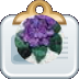 African Violet ZoCmp
