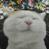 可爱的猫叔图片集