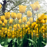 3D Tulip