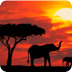 Elephant Wallpapers
