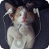 萌呆了 猫星人